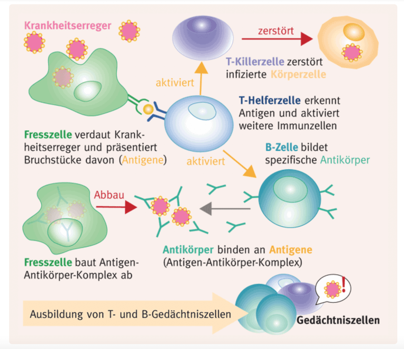 Grafik Funktionsweise des Immunsystems