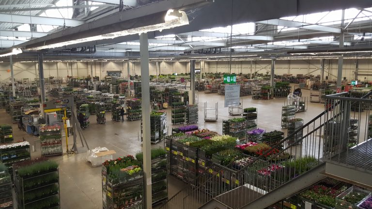 Wie Die Italienische Mafia Den Hollandischen Blumenhandel Nutzt