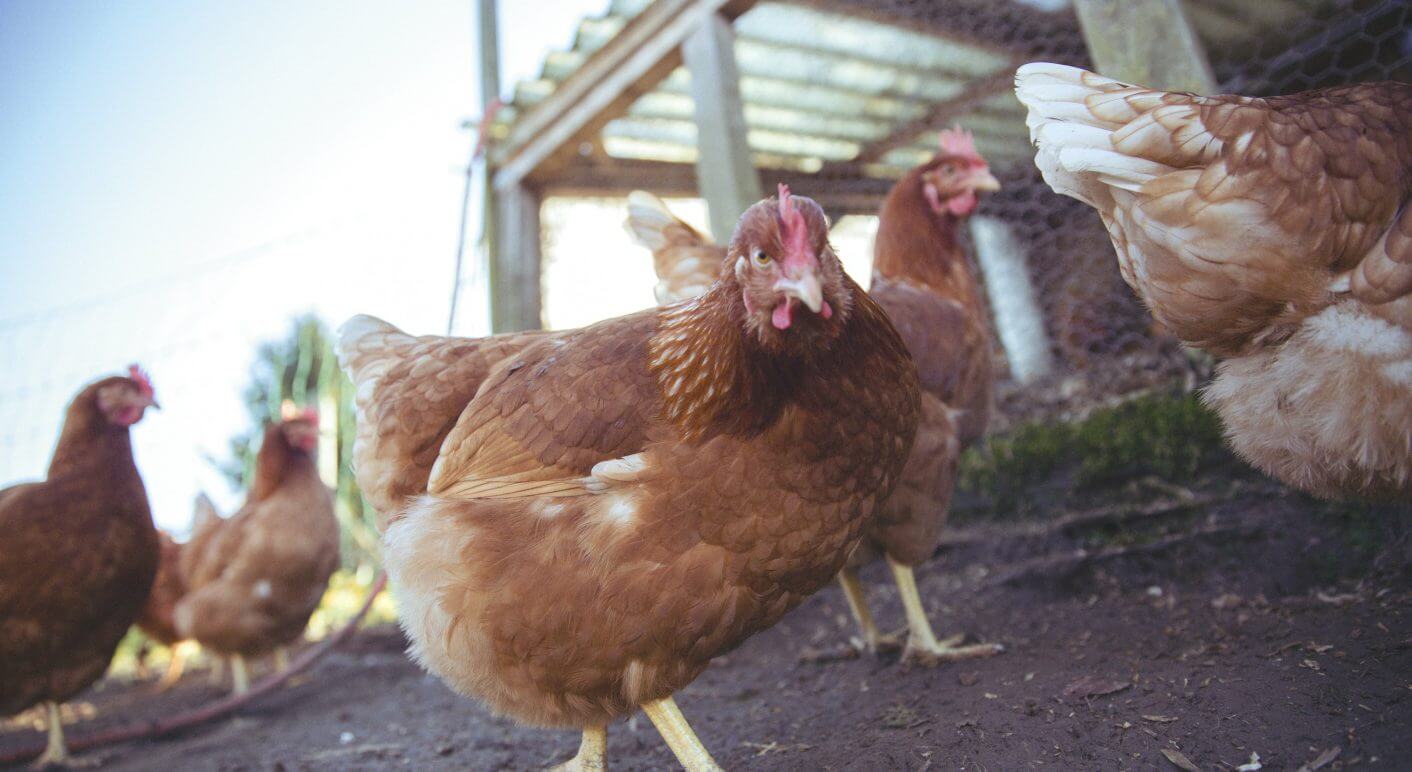 Hühner (Symbolbild) – Bei einem Vogelgrippe-Ausflug droht Hunderttausenden Mastvögeln der Tod