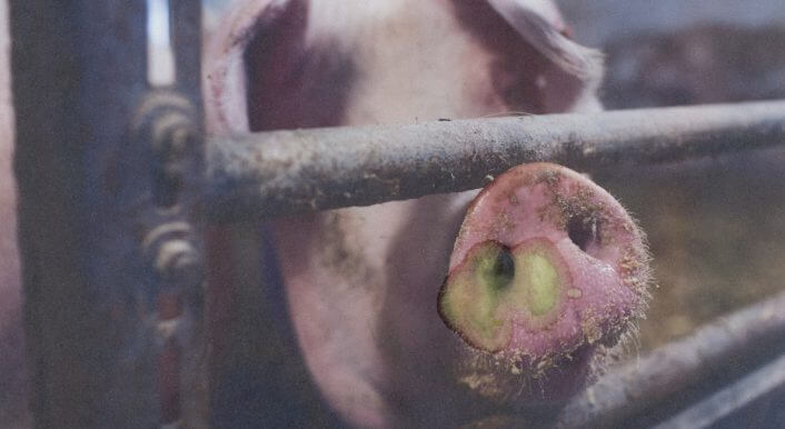 Symbolbild Schwein