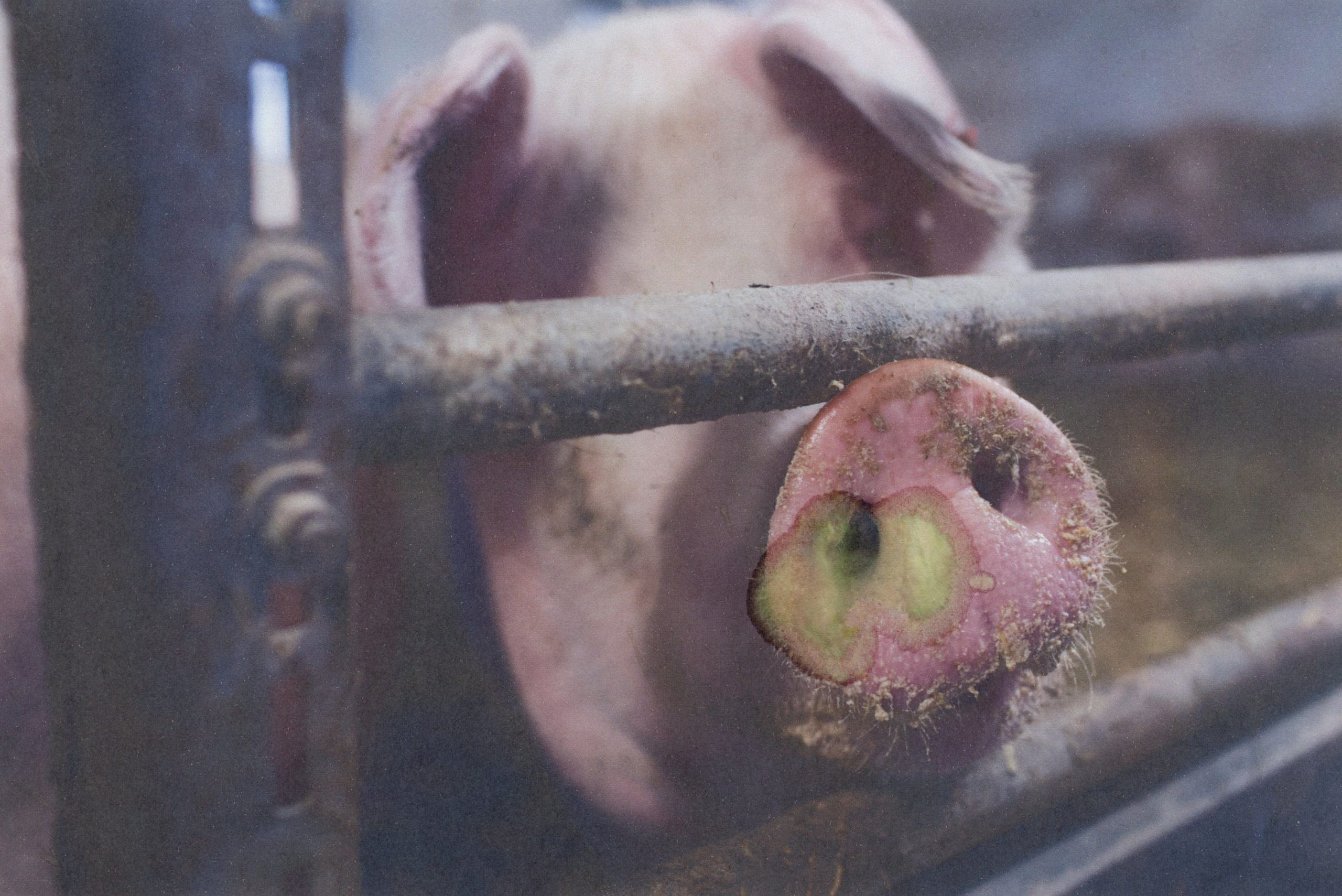 Symbolbild Schwein