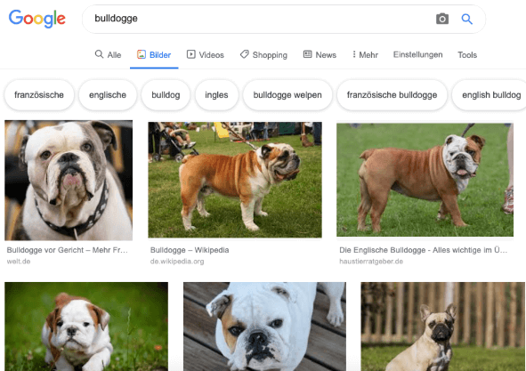 Französische Bulldogge – Wikipedia