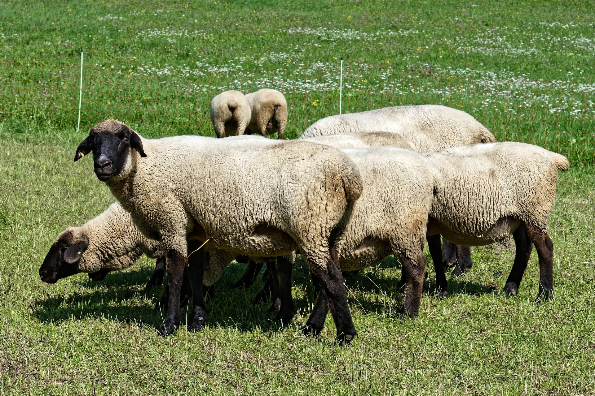sheep-4369303_1920