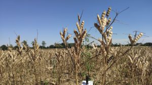 Die Landwirtschaft hat sich trotz Milliarden-Förderung der EU kaum zum Besseren gewendet: Hier zu sehen ist ein erntereifes Feld der Blauen Süßlupine der Saatzucht Steinach in Mecklenburg-Vorpommern. (Foto: Katarina Huth, CORRECTIV)