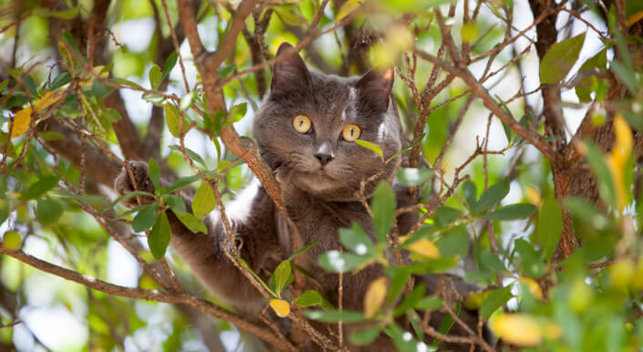 Katzen, die mehr als 300 Meter von einem Wohnhaus entfernt sind, dürfen in Niedersachsen erschossen werden.