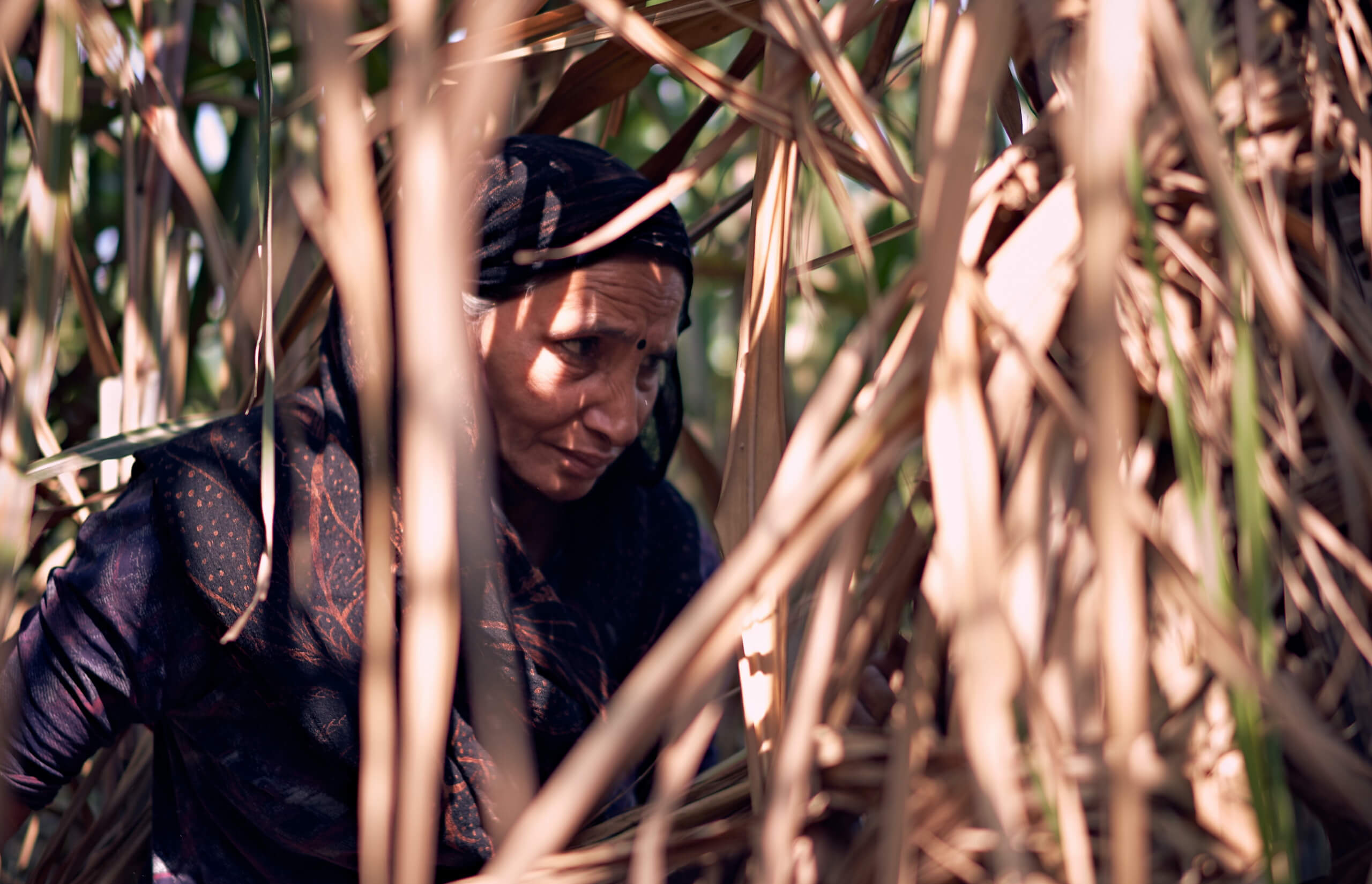 harvest worker india