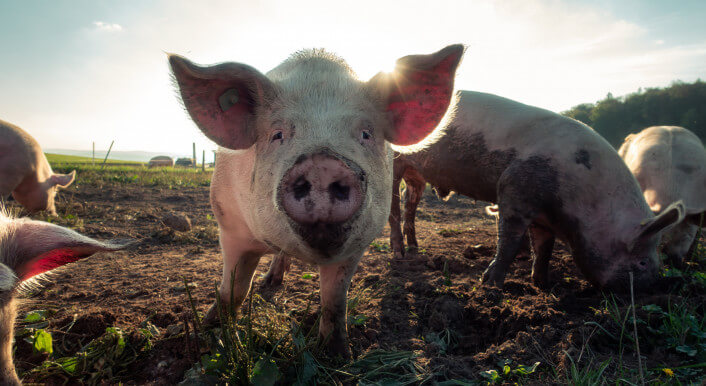 Schwein auf einer Farm