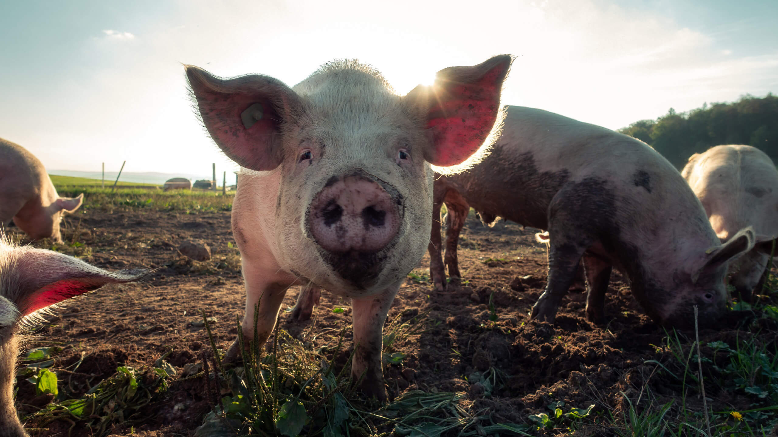 Schwein auf einer Farm