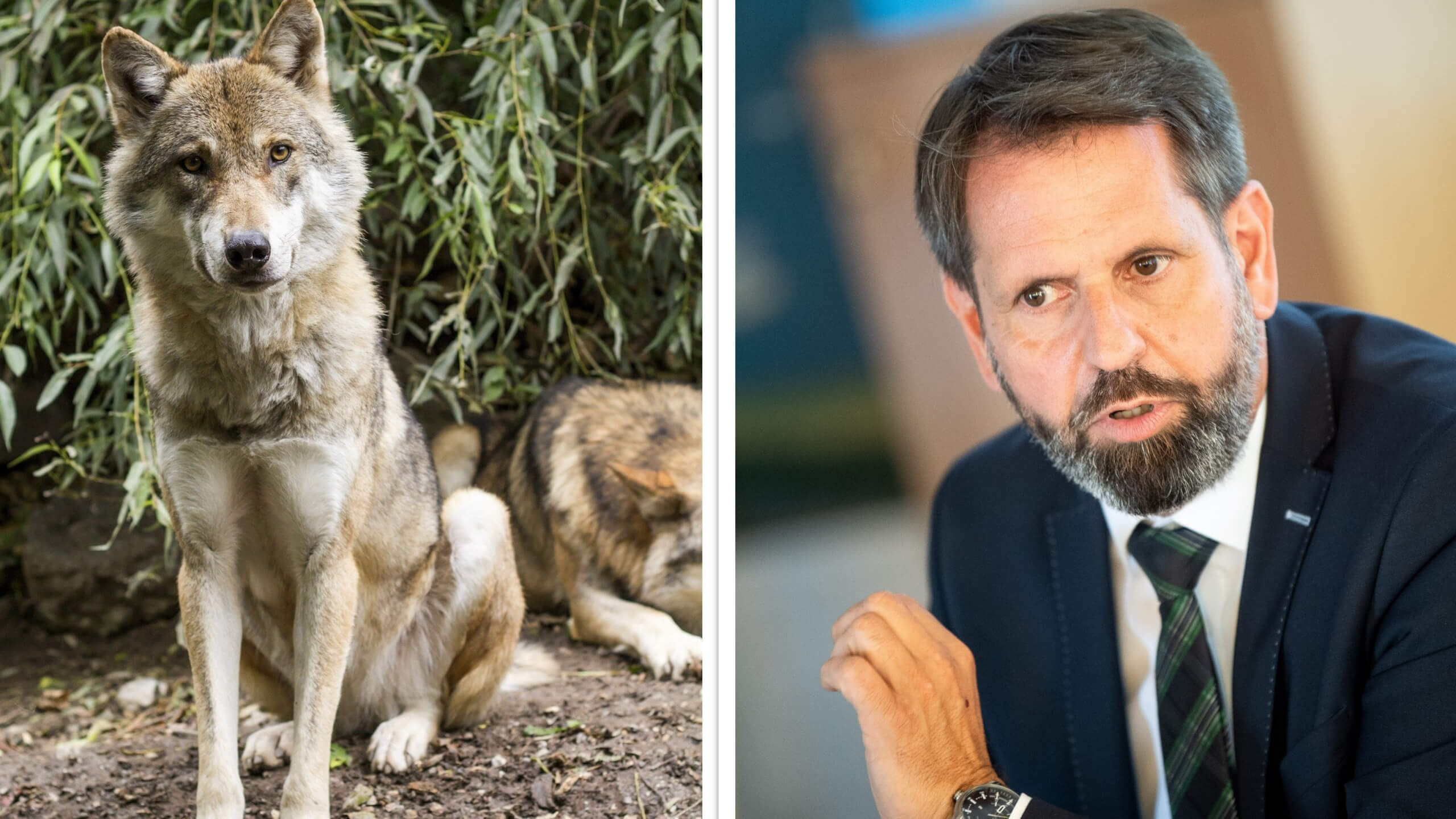 In Niedersachsen sorgt der Abschuss einer Wölfin für Diskussionen, auf Facebook kursiert dazu ein falsches Zitat von Umweltminister Olaf Lies.