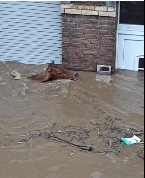 Wo und wann dieses Foto einer Kuh in einer überfluteten Straße aufgenommen wurde, ist unbelegt (Quelle: Facebook / Screenshot: CORRECTIV.Faktencheck)