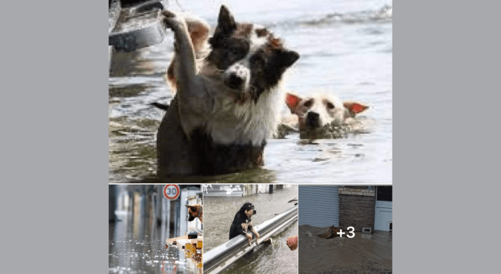 Diese sechs Fotos kursieren aktuell auf Facebook – sie zeigen Tiere im Hochwasser