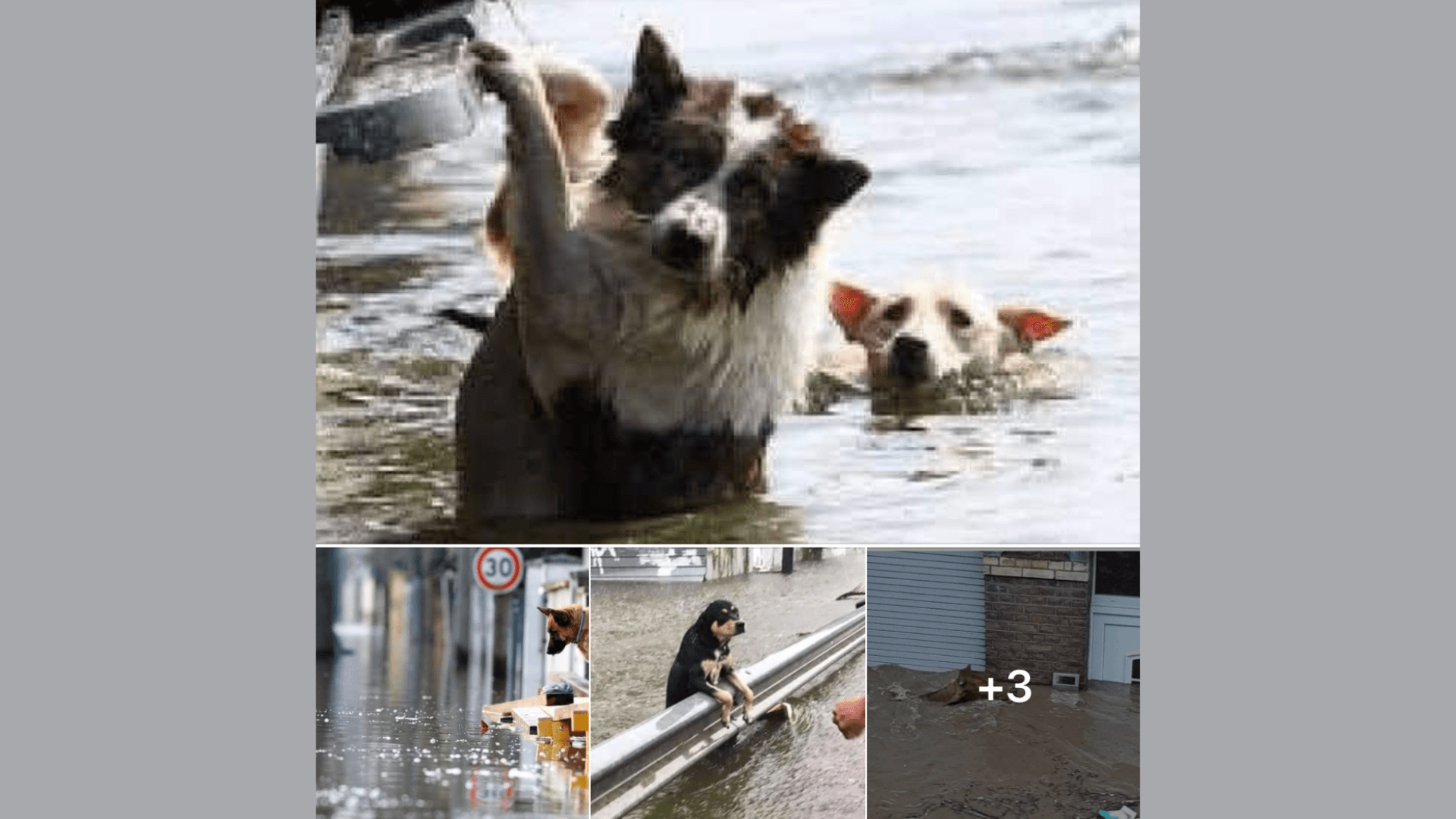 Diese sechs Fotos kursieren aktuell auf Facebook – sie zeigen Tiere im Hochwasser
