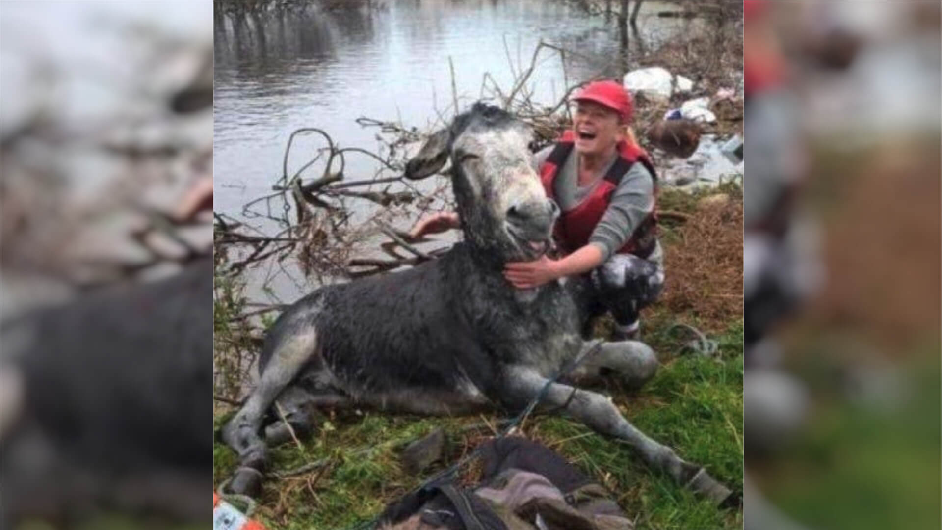 Ein Esel wurde aus Hochwasser gerettet