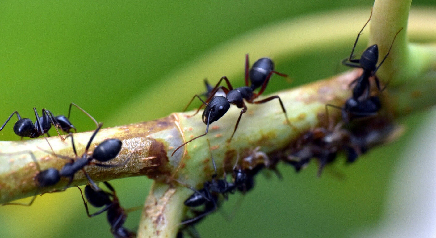 black-ant-g97b0ff62f_1920