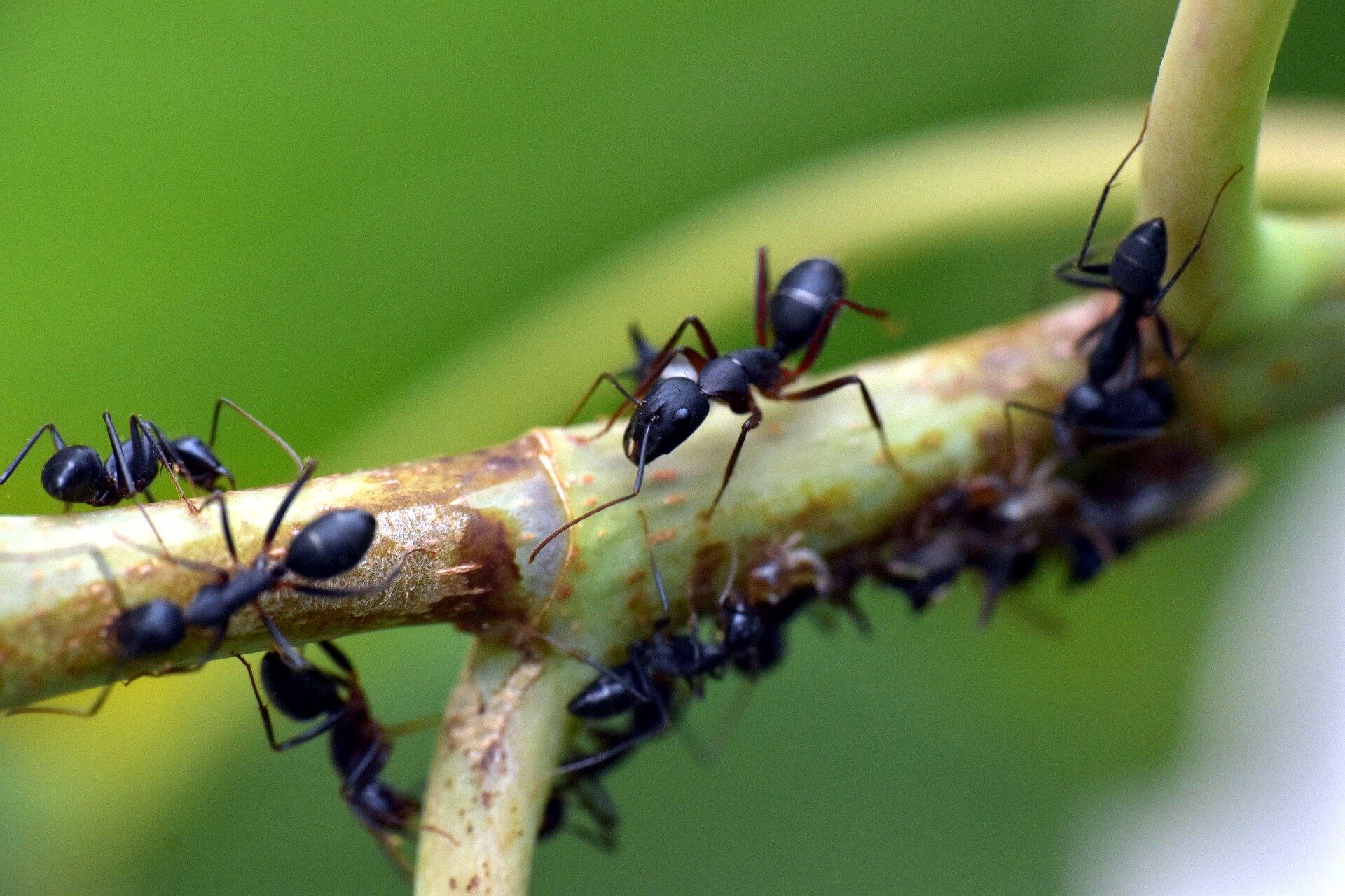 Titelbild mit Ameisen