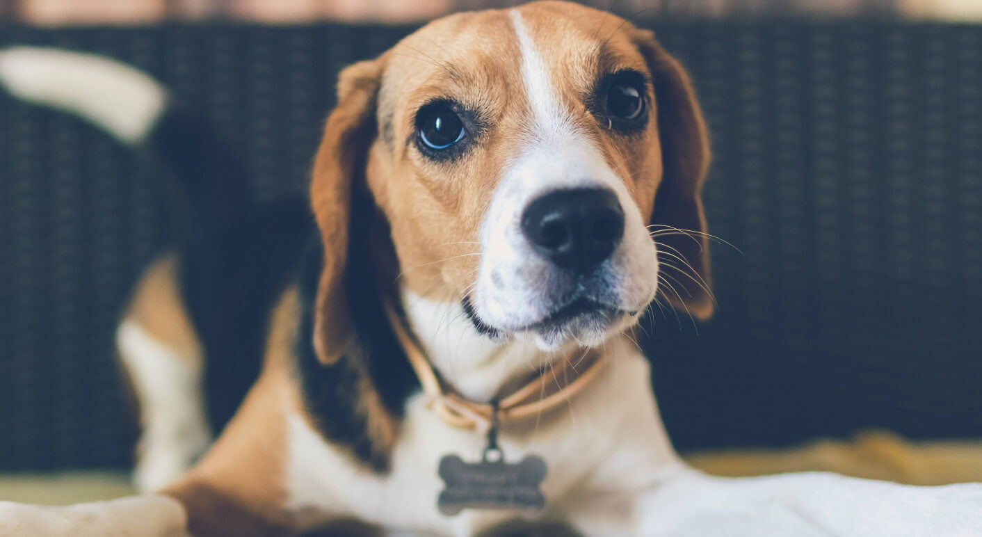 Beagle Hund Symbolbild