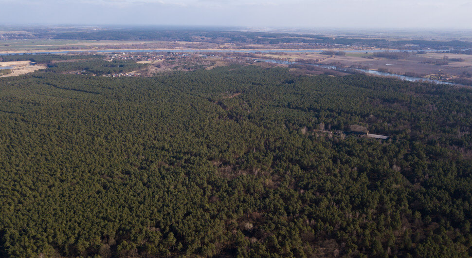 Solarpark statt Wald: Umweltminister Vogel erteilt Investoren-Plänen eine Absage