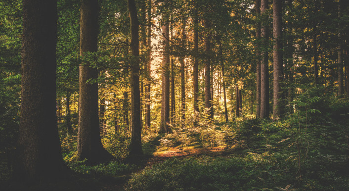 Bäume wachsen, von der Sonne bestrahlt, auf einer begrünten Fläche. Foto: Lum3n / pexels.com