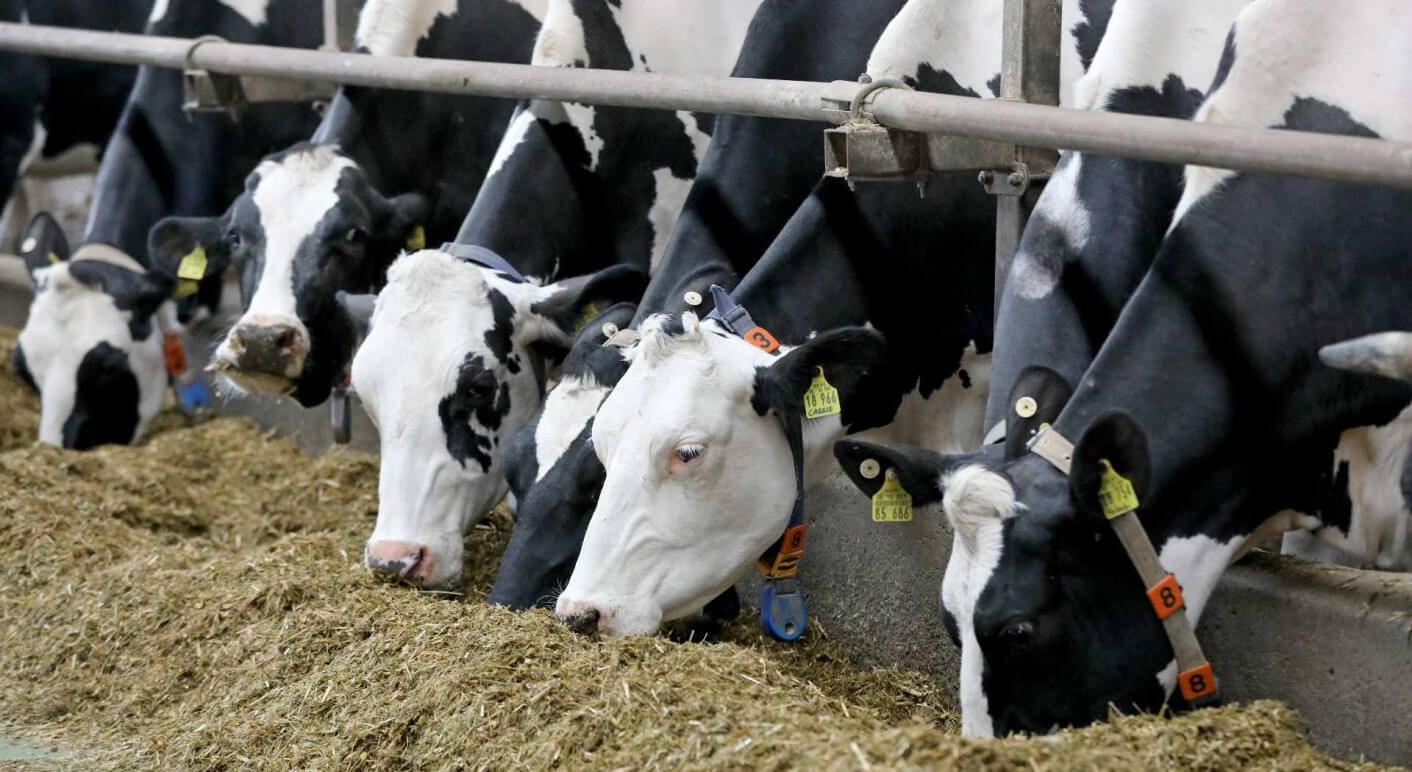 Faktencheck Milchkühe Bauern