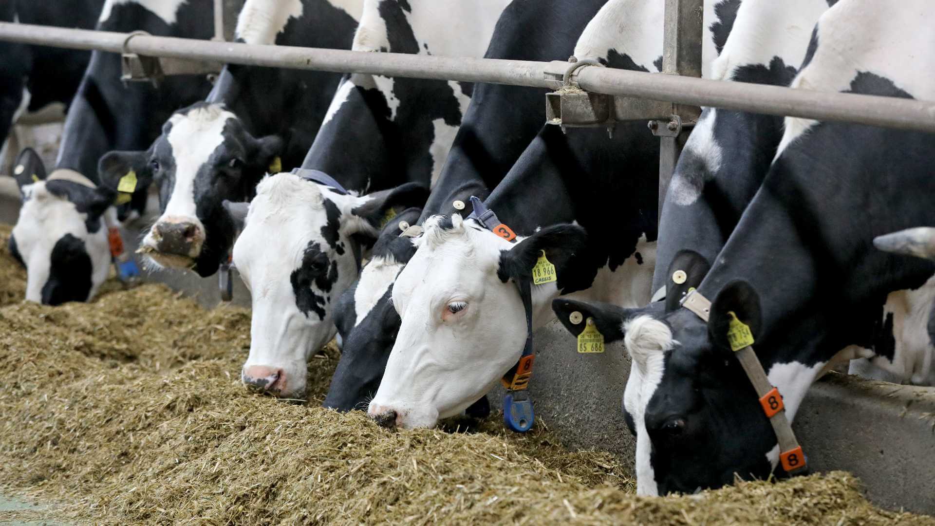 Kühe werden heutzutage mit automatisierten Melksystemen gemolken