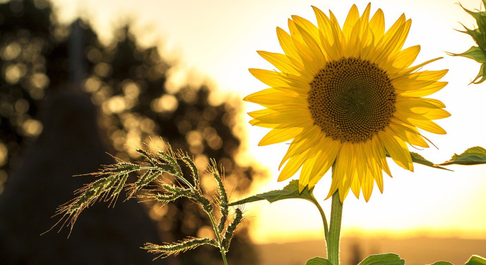 Blüte einer Sonnenblume vor tiefstehender Sonne