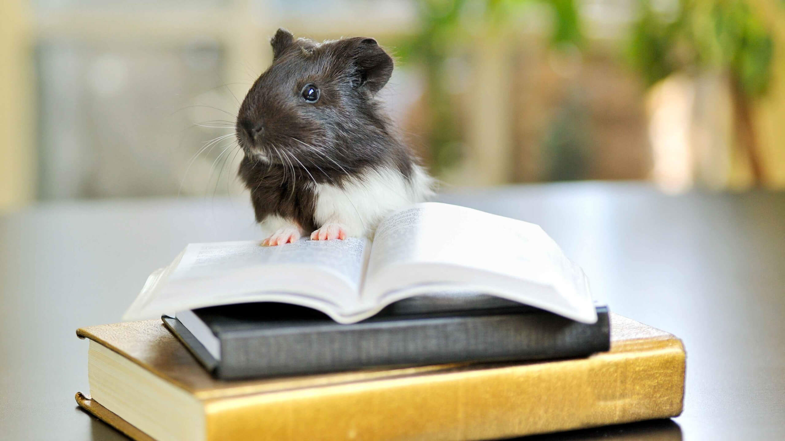 Haustiere – Wer lesen kann, ist klar im Vorteil. Haustiere bleiben in der EU erlaubt