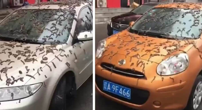 Keine Würmer: Bilder aus China zeigen Pappelblüten auf Autos