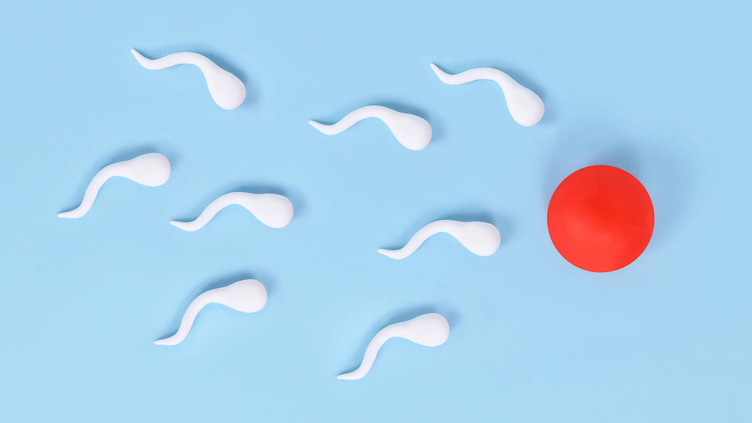 Symbolbild Spermien und Sperma und Eizelle