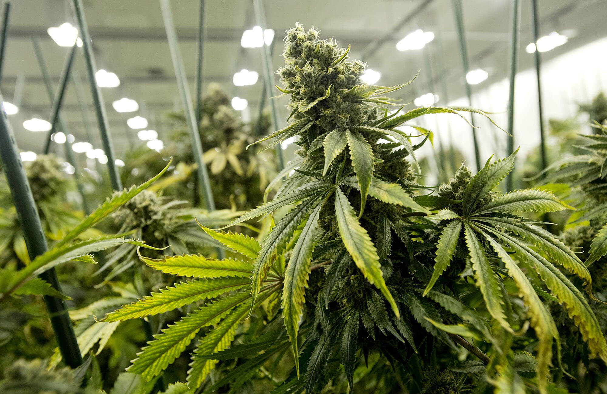 Cannabispflanzen in einer Plantage unter Neonlicht.