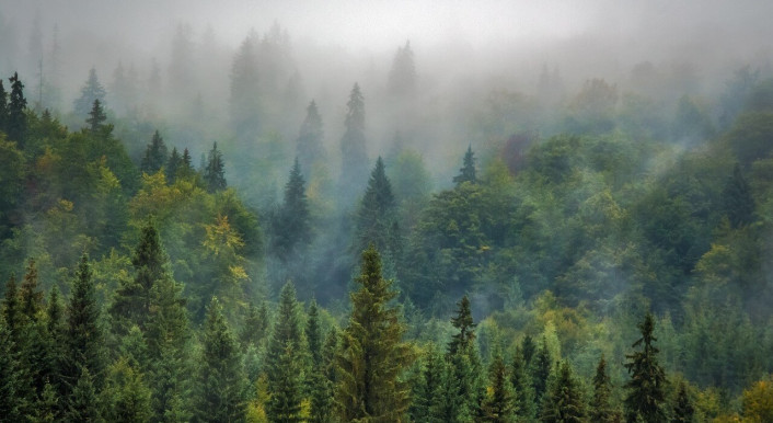 Ein Wald im Nebel