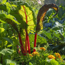 Symbolbild Gemüseanbau