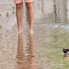 Hochwasser: Eine Straße ist überflutet, im Wasser schwimmt eine Ente.