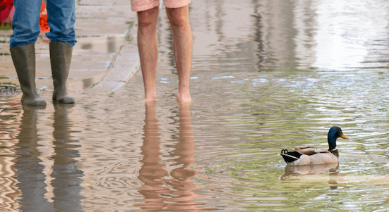 Hochwasser: Eine Straße ist überflutet, im Wasser schwimmt eine Ente.