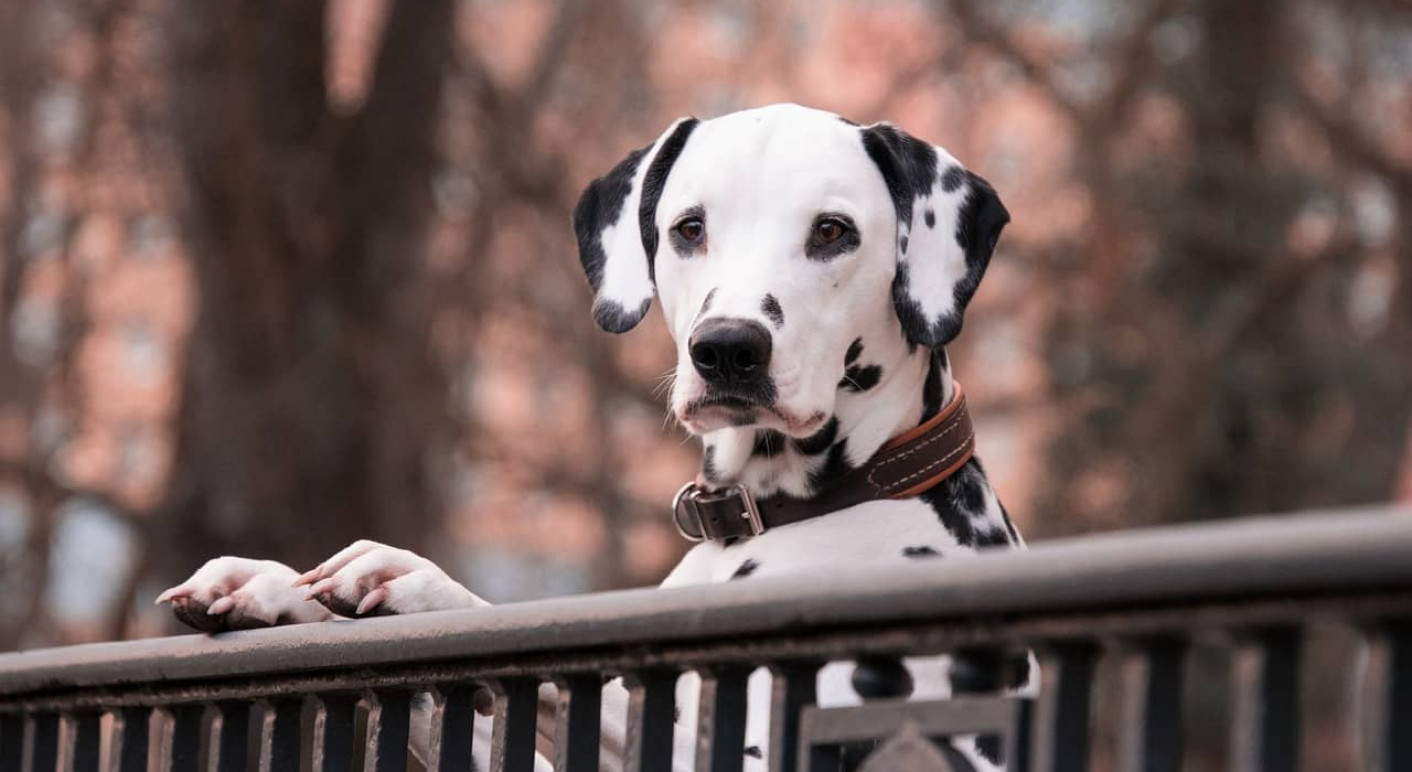 kein-hunde-verbot-in-manchester-england