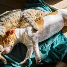 Ein Hund und eine Katze liegen auf einer Decke