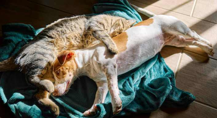 Ein Hund und eine Katze liegen auf einer Decke