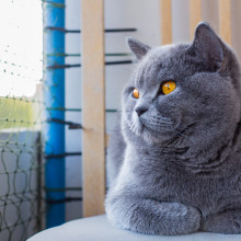 Eine Katze sieht aus dem Fenster.