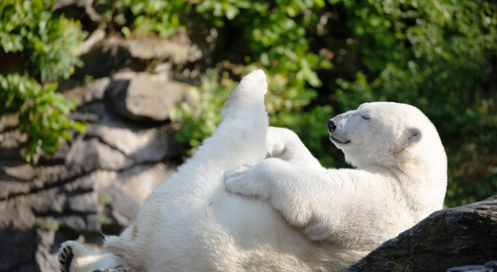 Bis 2021 lebten Eisbären im Zoologischen Garten Berlin. In der Natur bewohnen sie den Nordpol. (Bild: Elen Marlen / Picture Alliance / Zoonar)