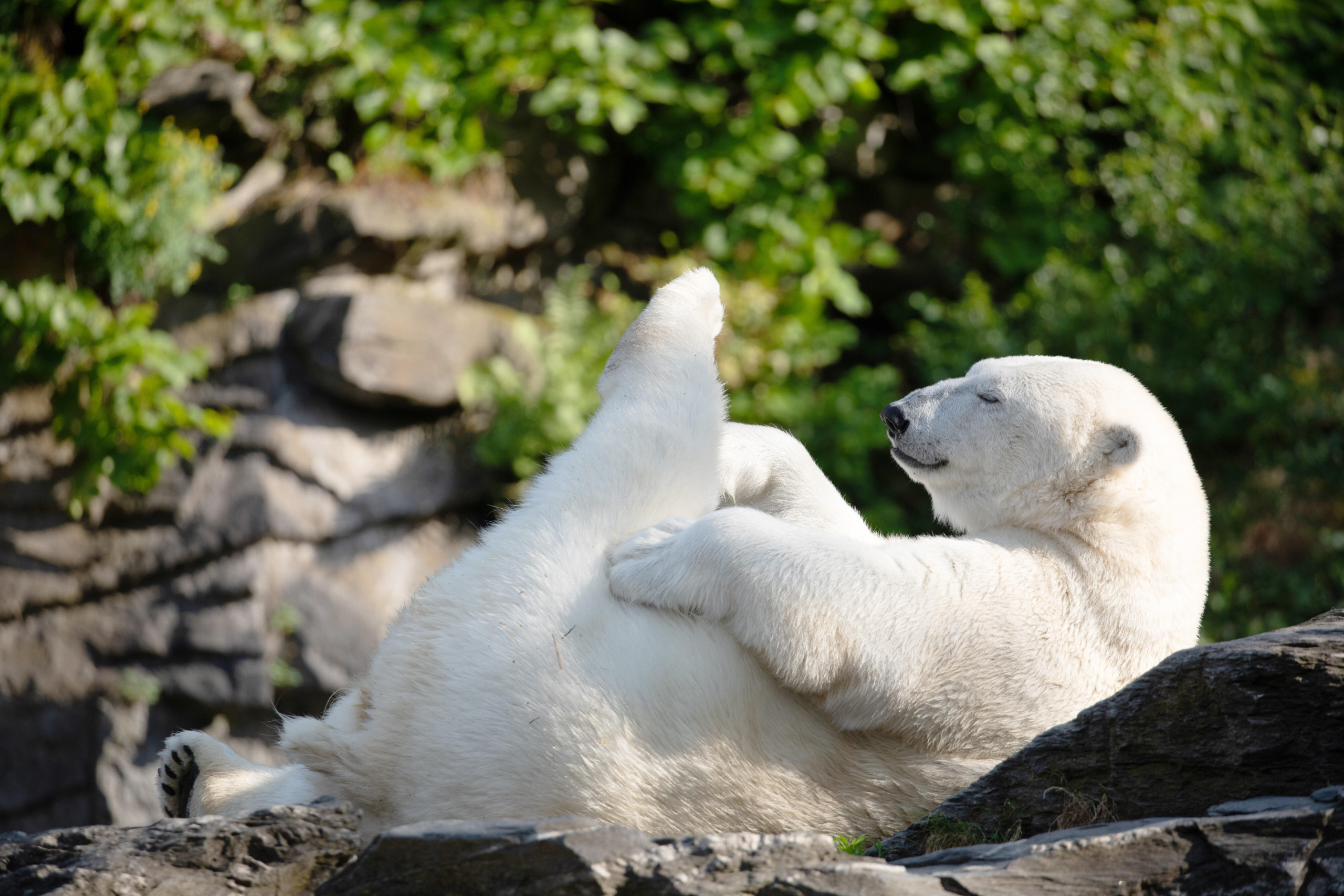 Bis 2021 lebten Eisbären im Zoologischen Garten Berlin. In der Natur bewohnen sie den Nordpol. (Bild: Elen Marlen / Picture Alliance / Zoonar)