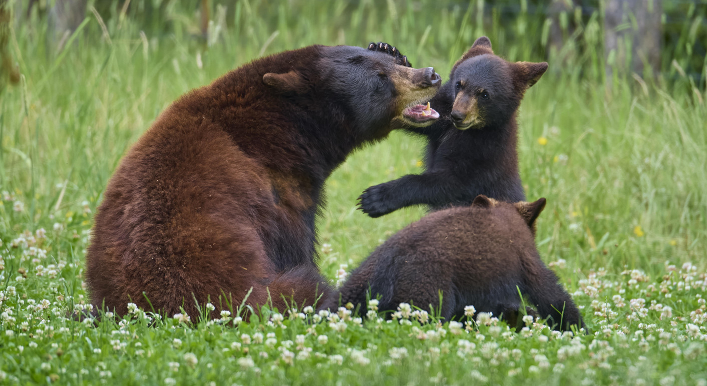 Bärenjunge sind in den Bergen von North Carolina keine Seltenheit (Symbolbild) (Bild: Raimund Linke / Picture Alliance / Zoonar)