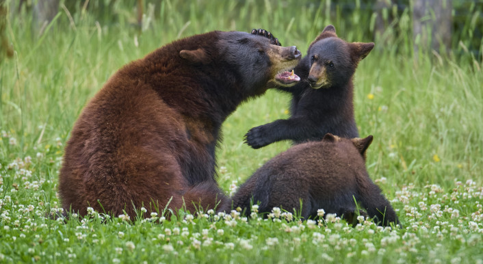 Bärenjunge sind in den Bergen von North Carolina keine Seltenheit (Symbolbild) (Bild: Raimund Linke / Picture Alliance / Zoonar)