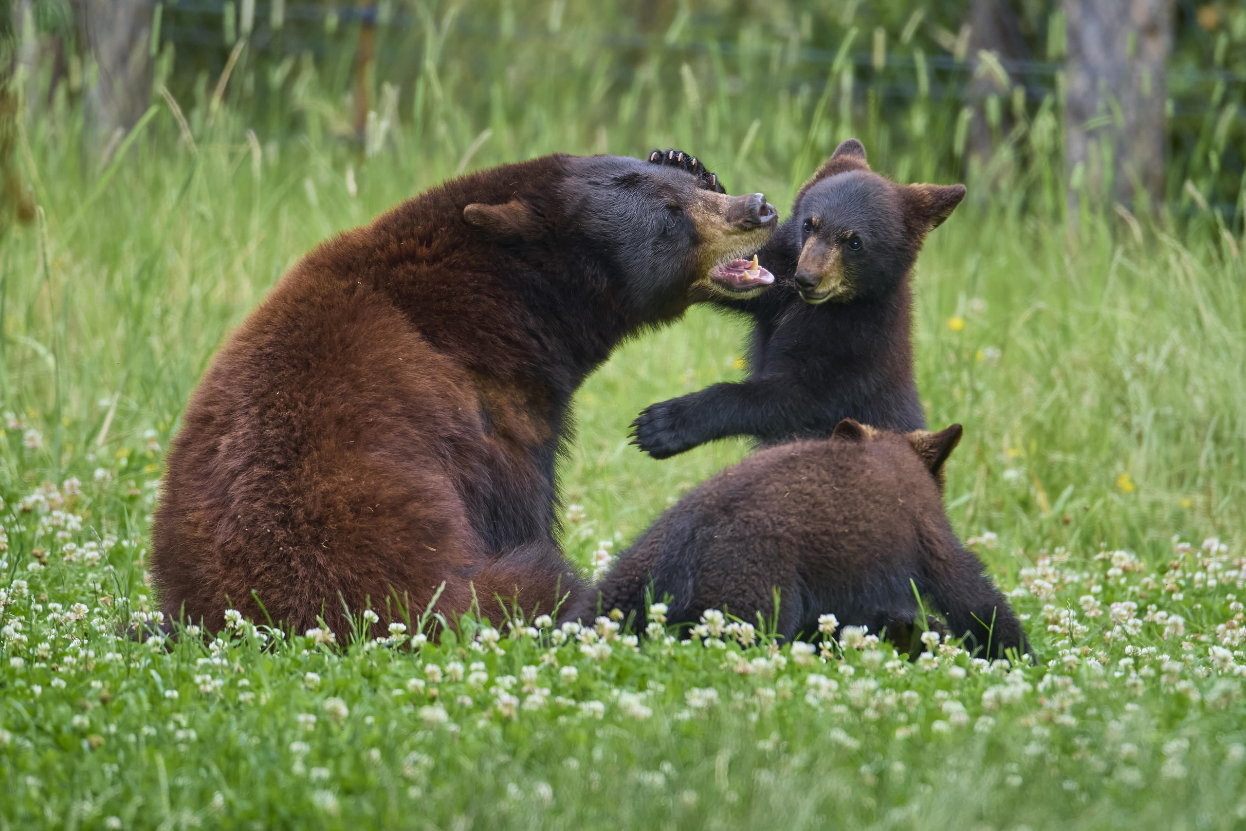 Bärenjunge sind in den Bergen von North Carolina keine Seltenheit (Symbolbild) (Bild: Raimund Linke / Picture Alliance / Zoonar)
