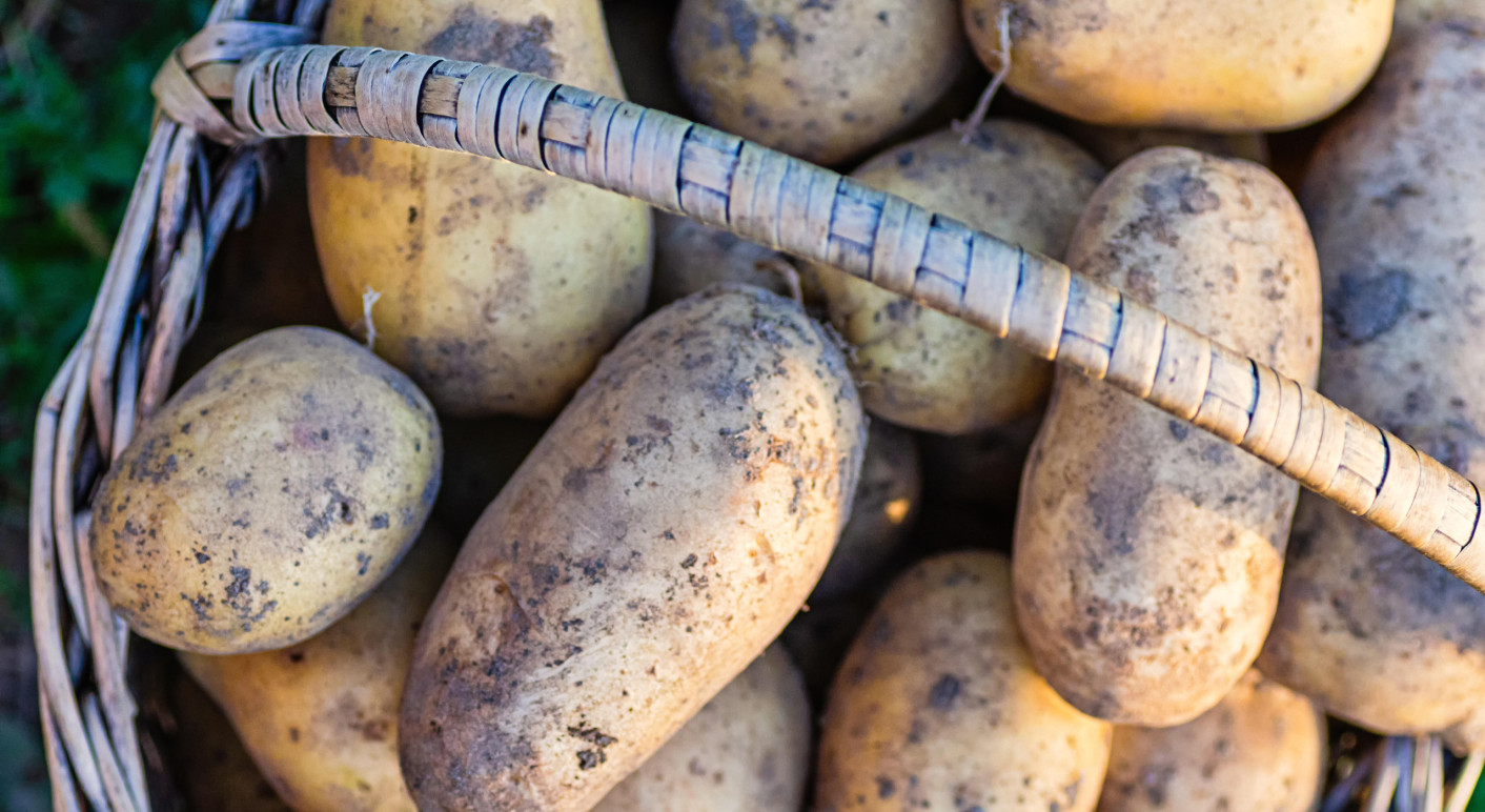 2025 fiel die Kartoffelernte in Deutschland so reichlich aus wie seit 25 Jahren nicht mehr (Bild: Elena Grishina / Picture Alliance / Zoonar)