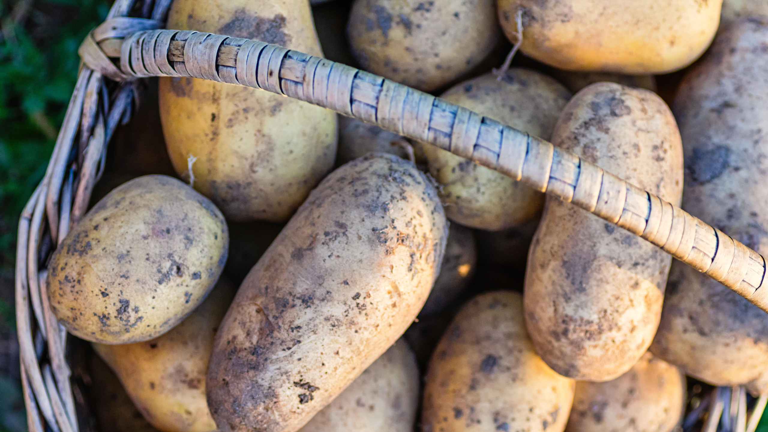 2025 fiel die Kartoffelernte in Deutschland so reichlich aus wie seit 25 Jahren nicht mehr (Bild: Elena Grishina / Picture Alliance / Zoonar)