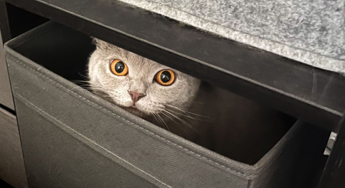 Keine Steuer für die Katze in Deutschland geplant (Symbolfoto) (Bild: Steffen Kutzner / CORRECTIV.Faktencheck)
