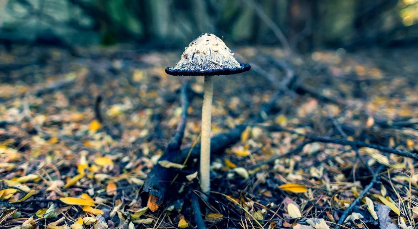 pilz-tschernobyl-strahlung-symbol-1417x797