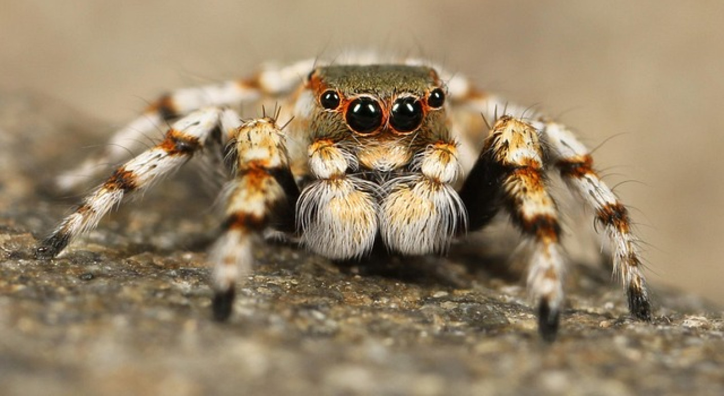 titelbild-geruechtekiller-staubsauger-spinne--Quelle Pixabay