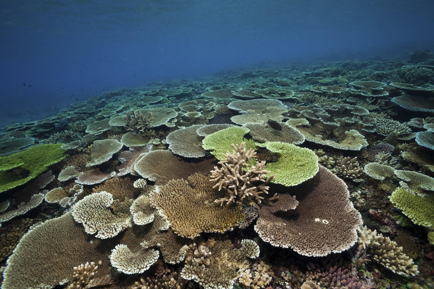 Tischkorallen auf dem Meeresboden