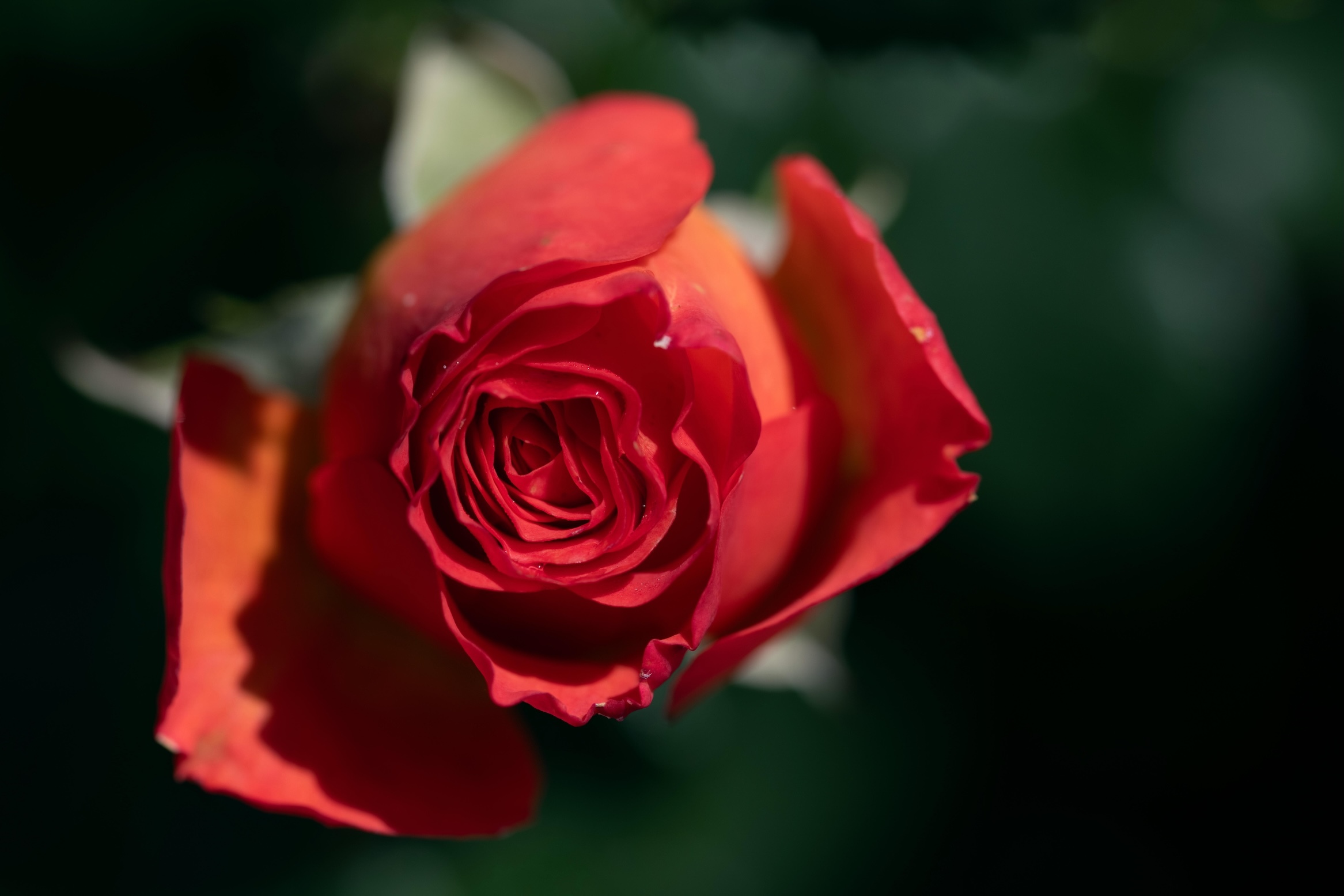 Tiktok-Videos verbreiten eine alte Internet-Legende über giftige Rosen an Autos. (Bild: Ulrike Leone / Picture Alliance / Zoonar)