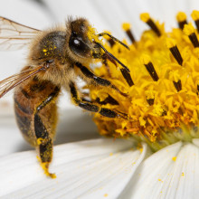 Biene auf einer weißen Blüte